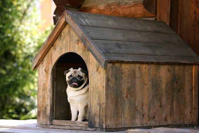 Better days for pets start here